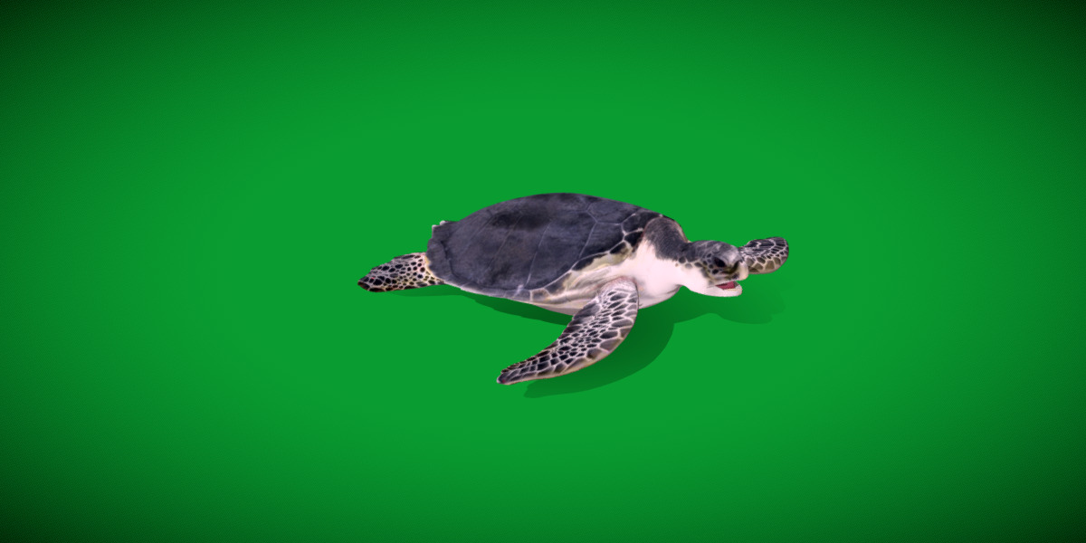 Sea Turtle Low-poly 3D model_21