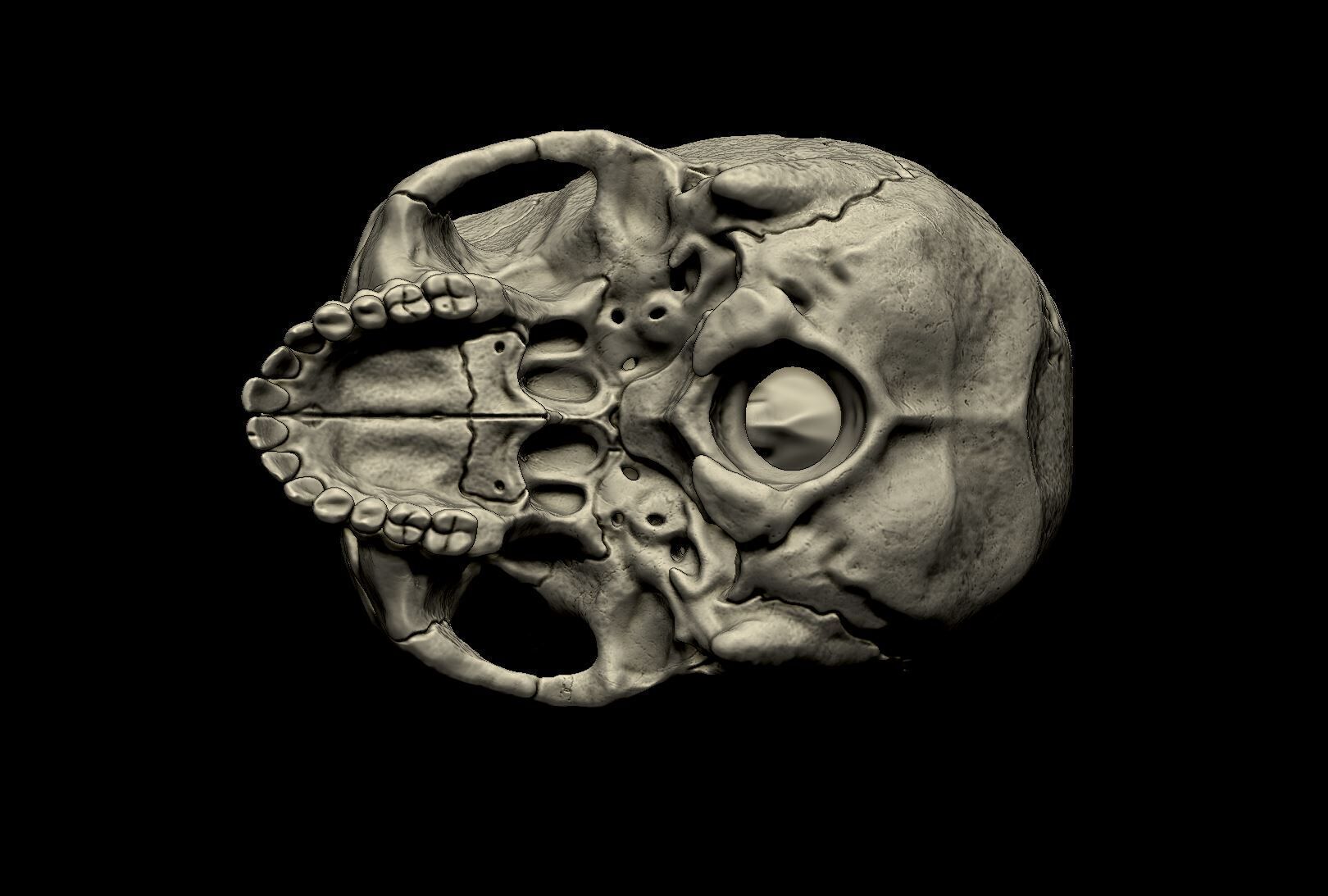 Human skull 3d print model 3D print model_5