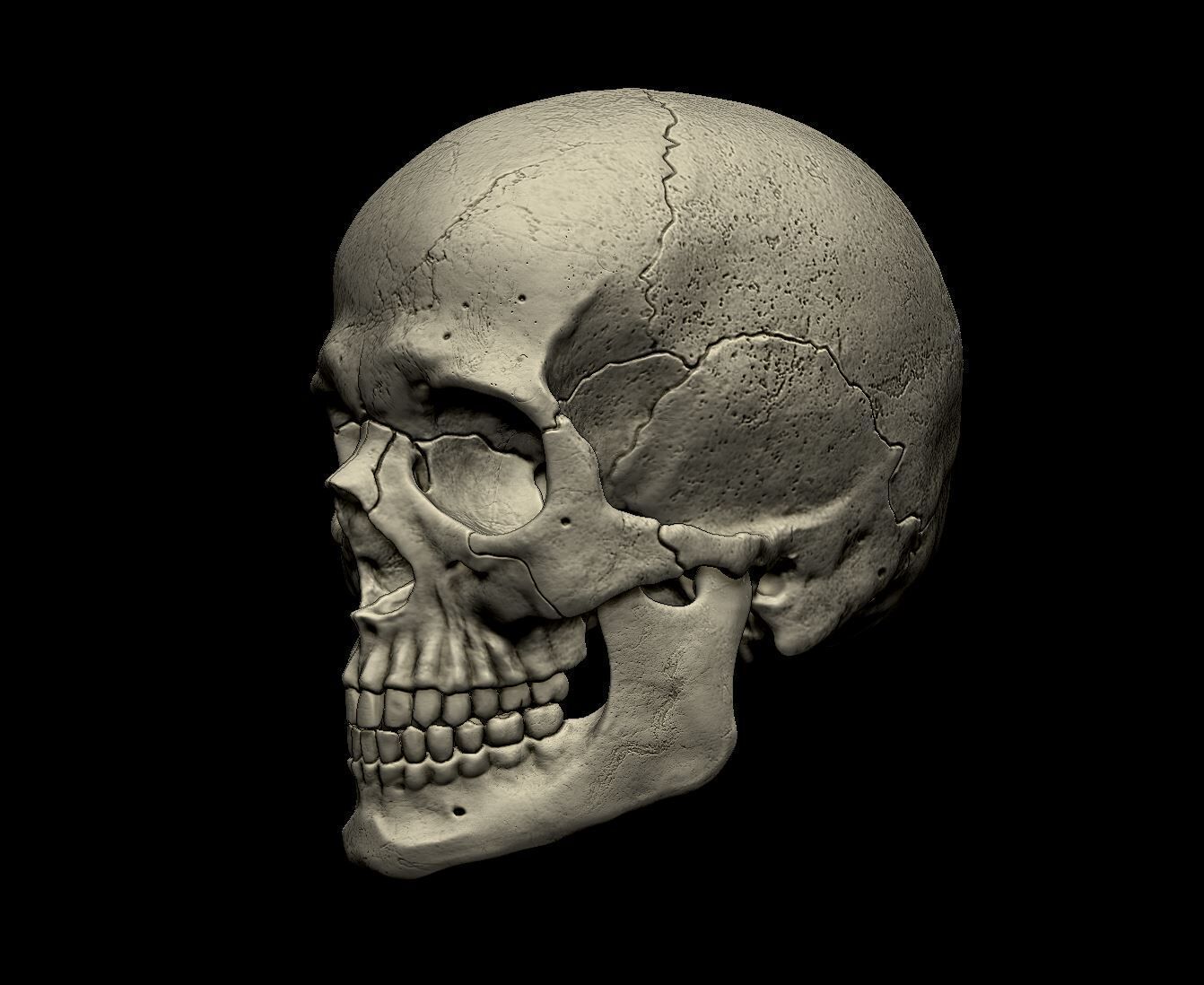 Human skull 3d print model 3D print model_1