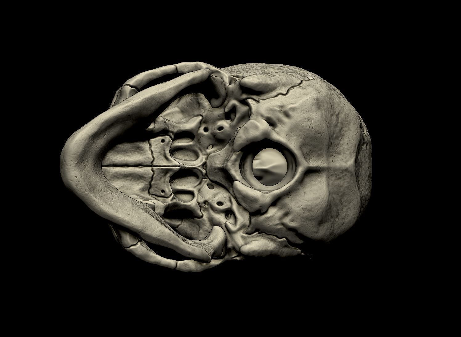 Human skull 3d print model 3D print model_4