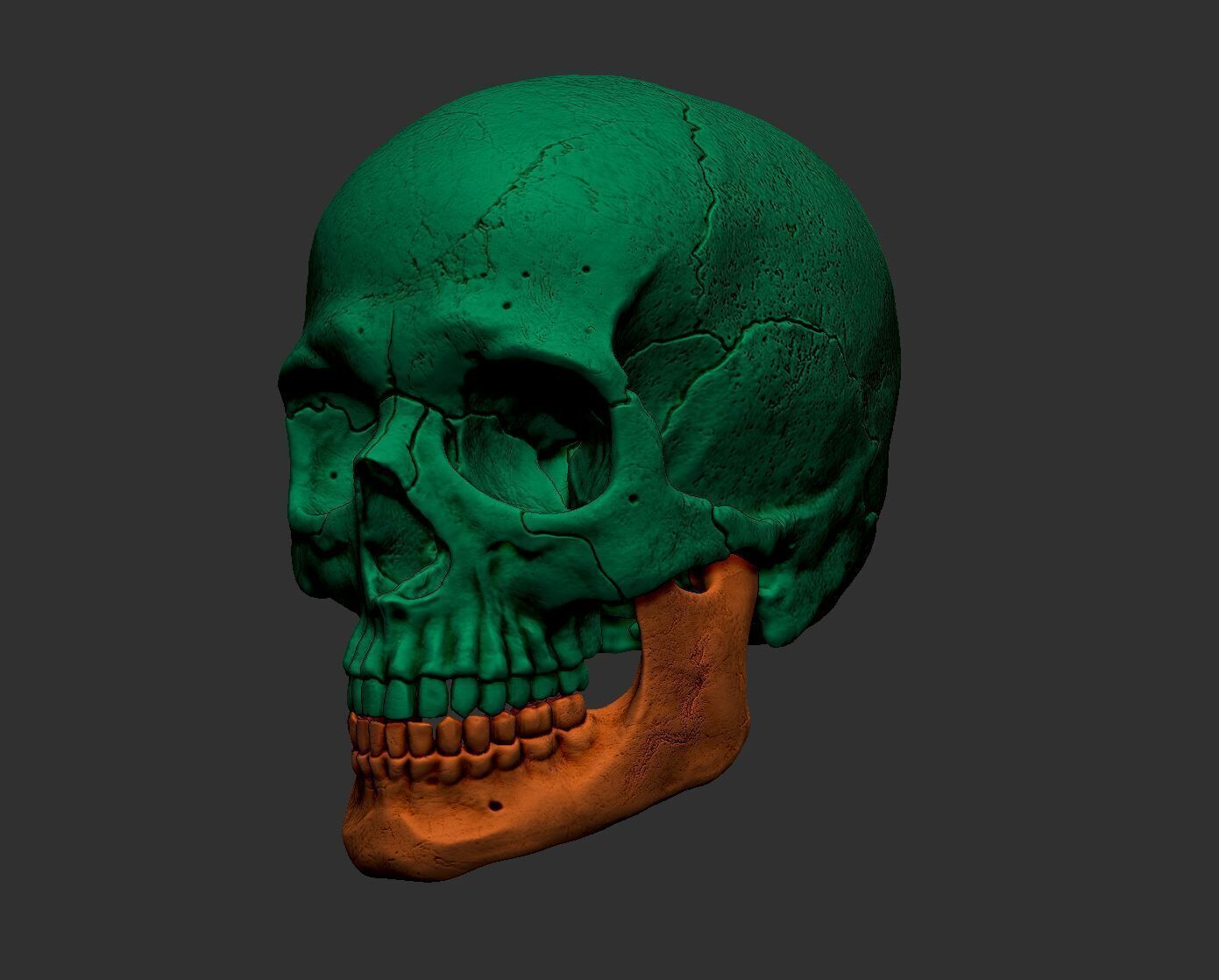 Human skull 3d print model 3D print model_7