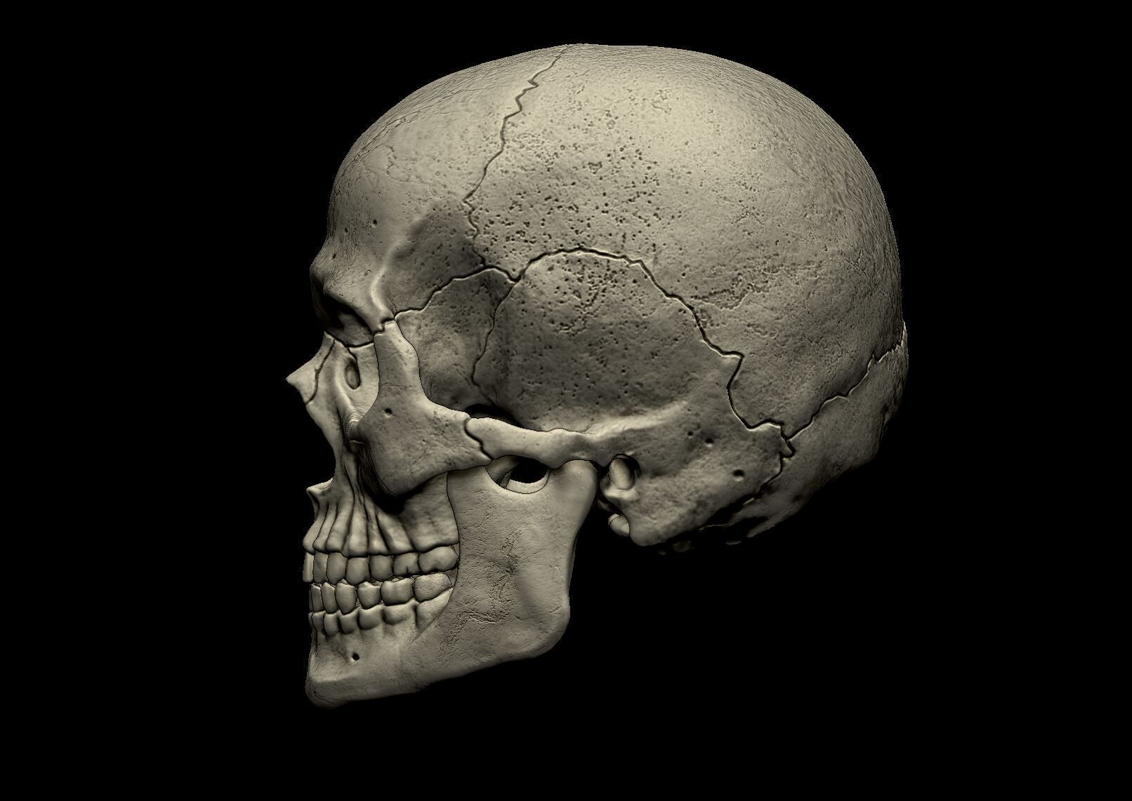 Human skull 3d print model 3D print model_3