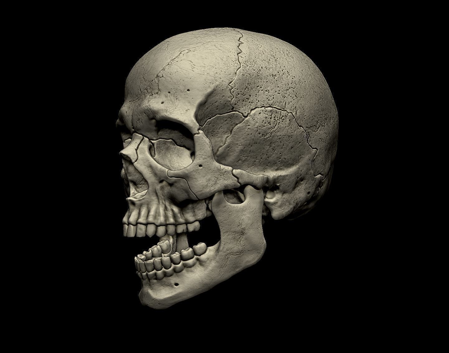 Human skull 3d print model 3D print model_2