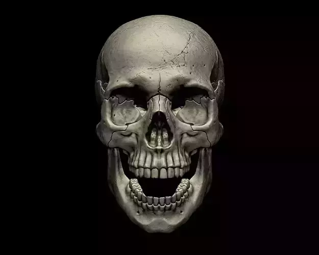 Human skull 3d print model 3D print model