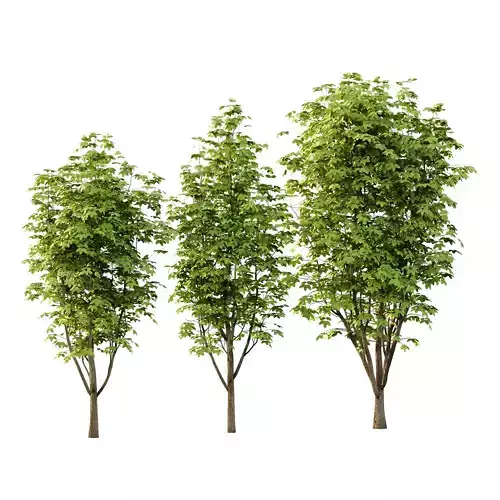 Fraxinus Rhynchophylla Tree 04