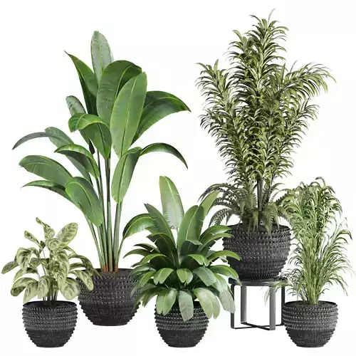 Plants Set 3D model