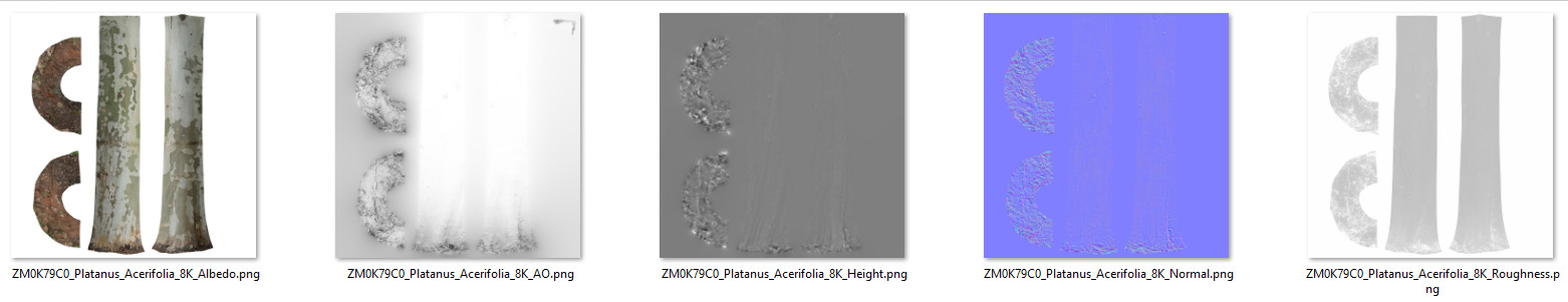 Platanus Acerifolia 3D model_9