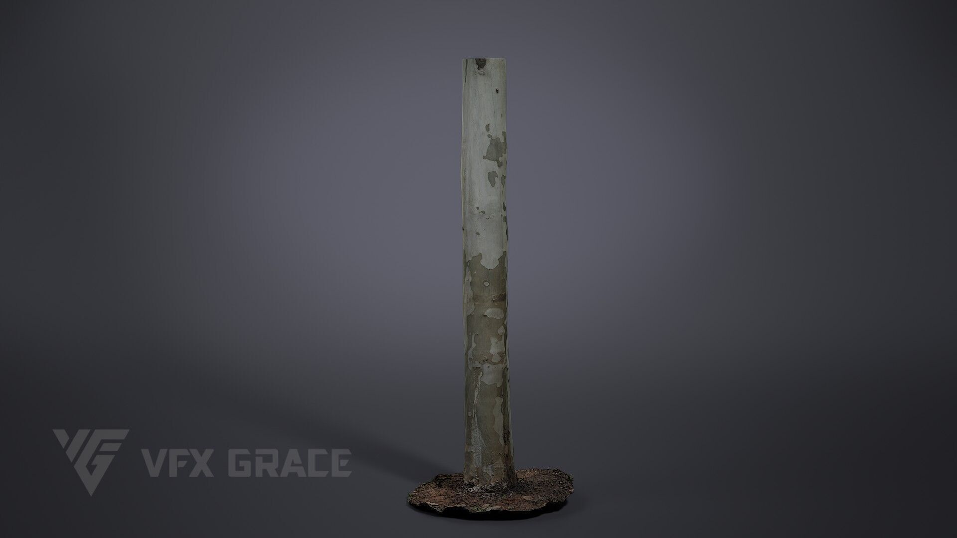 Platanus Acerifolia 3D model_2