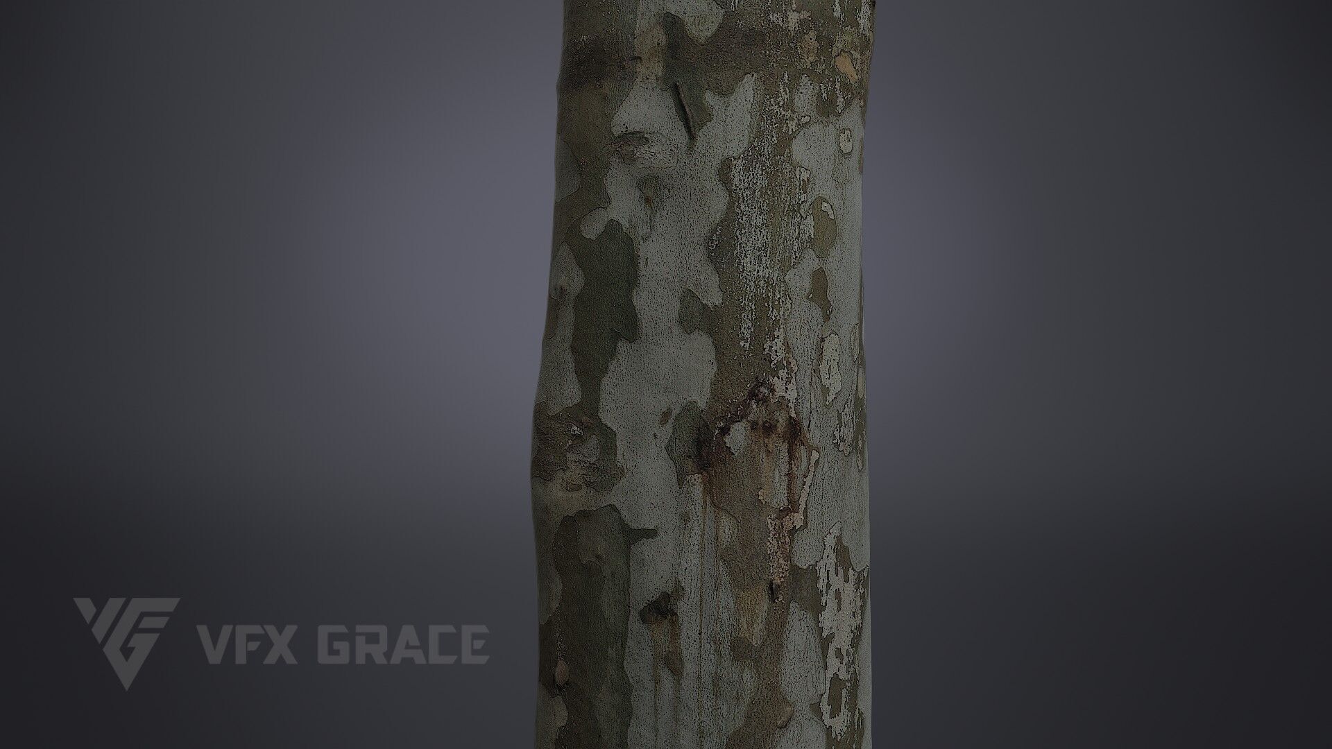 Platanus Acerifolia 3D model_4