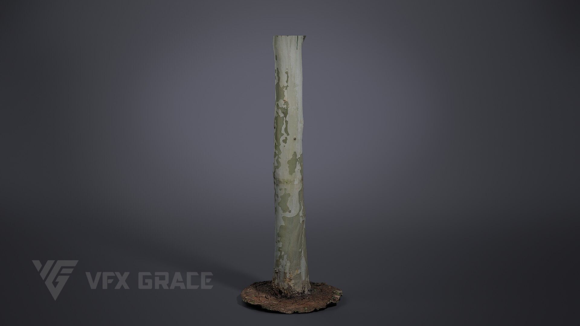 Platanus Acerifolia 3D model_3