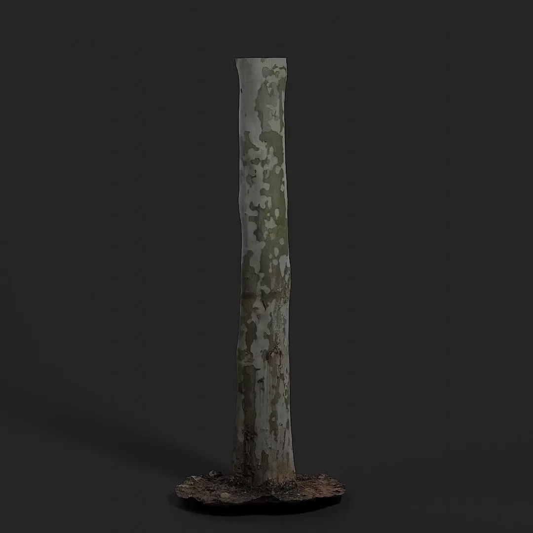 Platanus Acerifolia 3D model_0