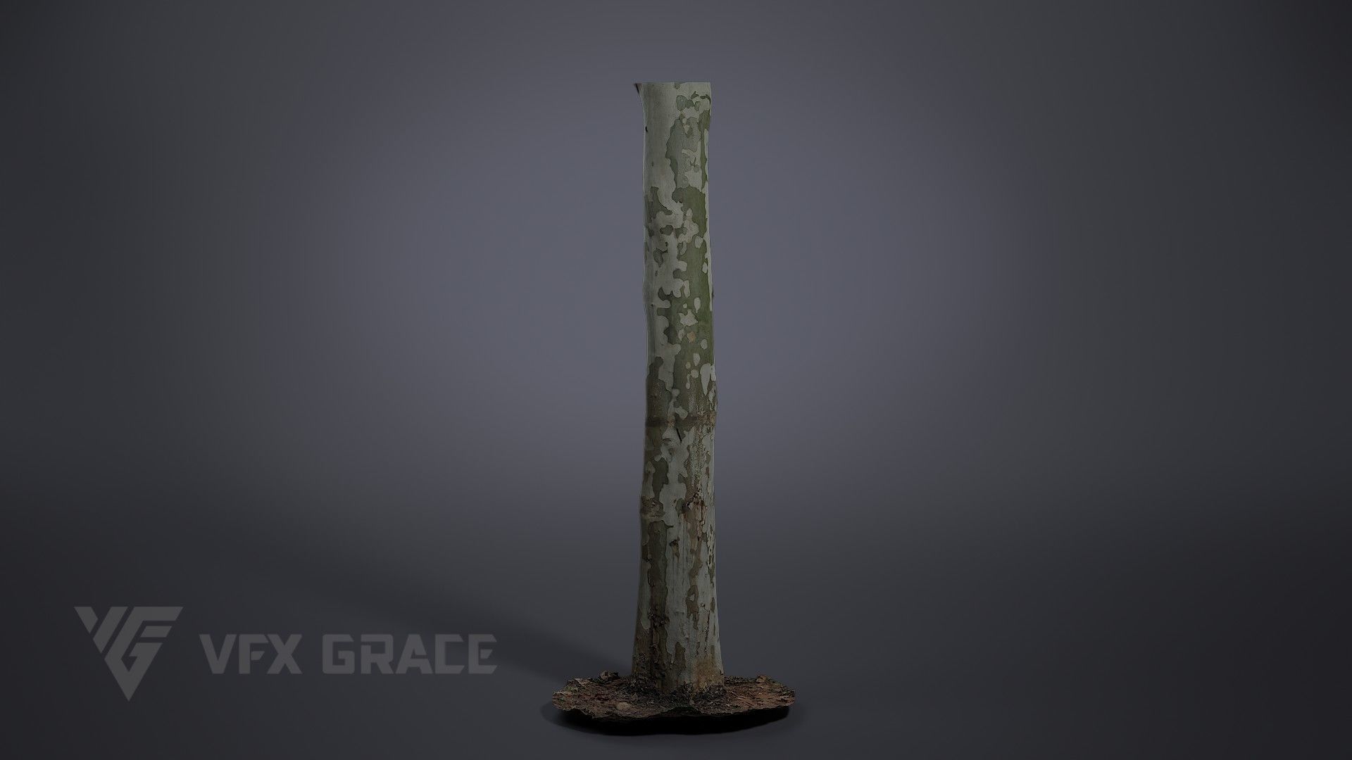 Platanus Acerifolia 3D model_1