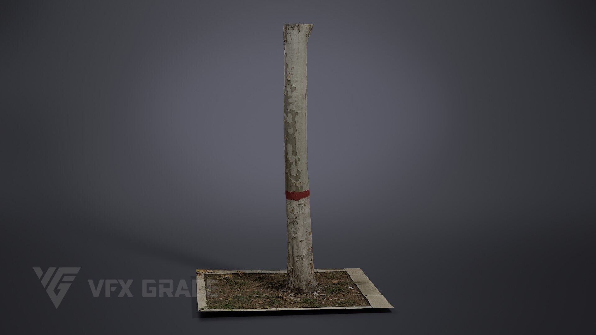 Plane Tree 006 3D model_3