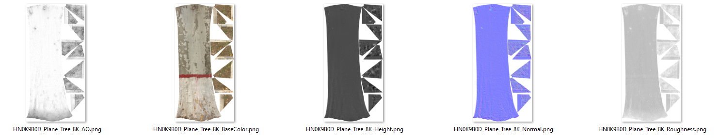 Plane Tree 006 3D model_9