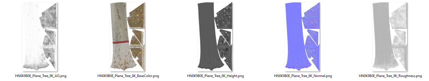 Plane Tree 005 3D model_9