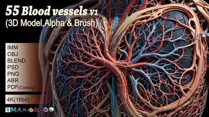 55 Blood vessels  3D Model Alpha and Brush Low-poly 3D model