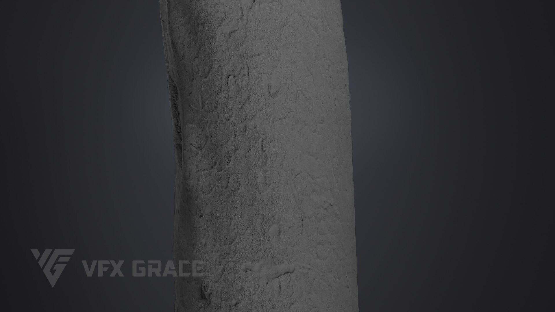 Pinus Bungeana 003 3D model_8