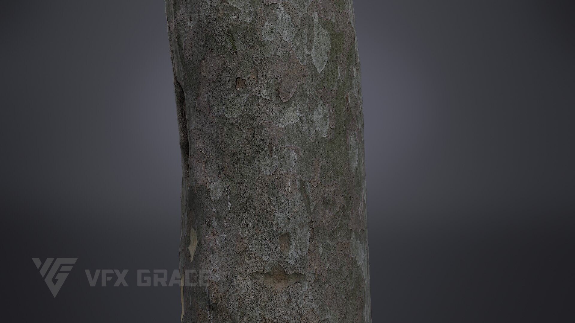 Pinus Bungeana 003 3D model_4