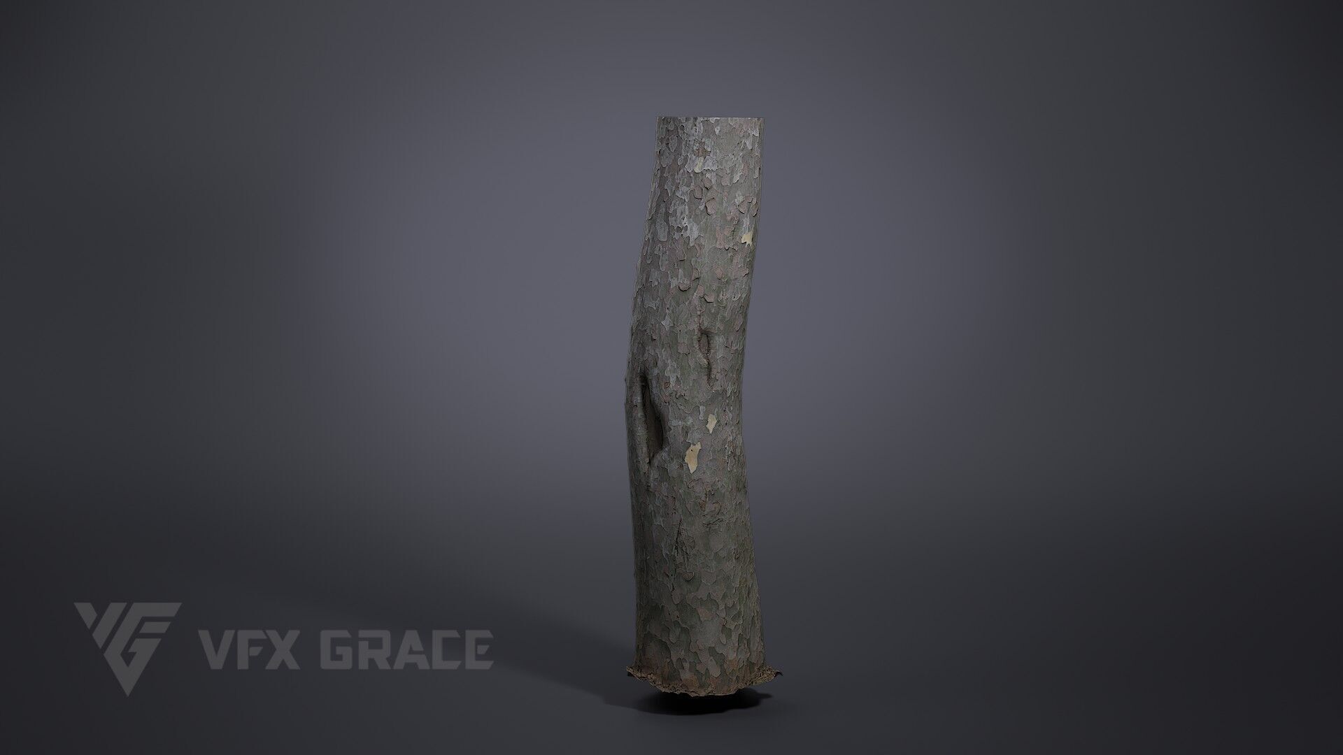 Pinus Bungeana 003 3D model_2