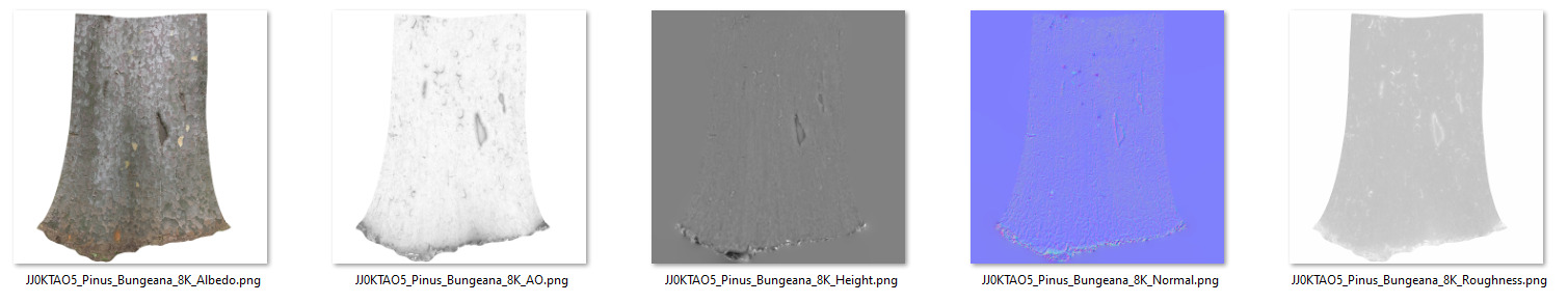 Pinus Bungeana 003 3D model_9