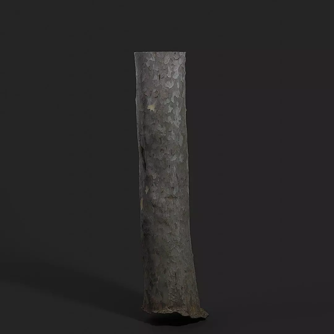 Pinus Bungeana 003 3D model_0