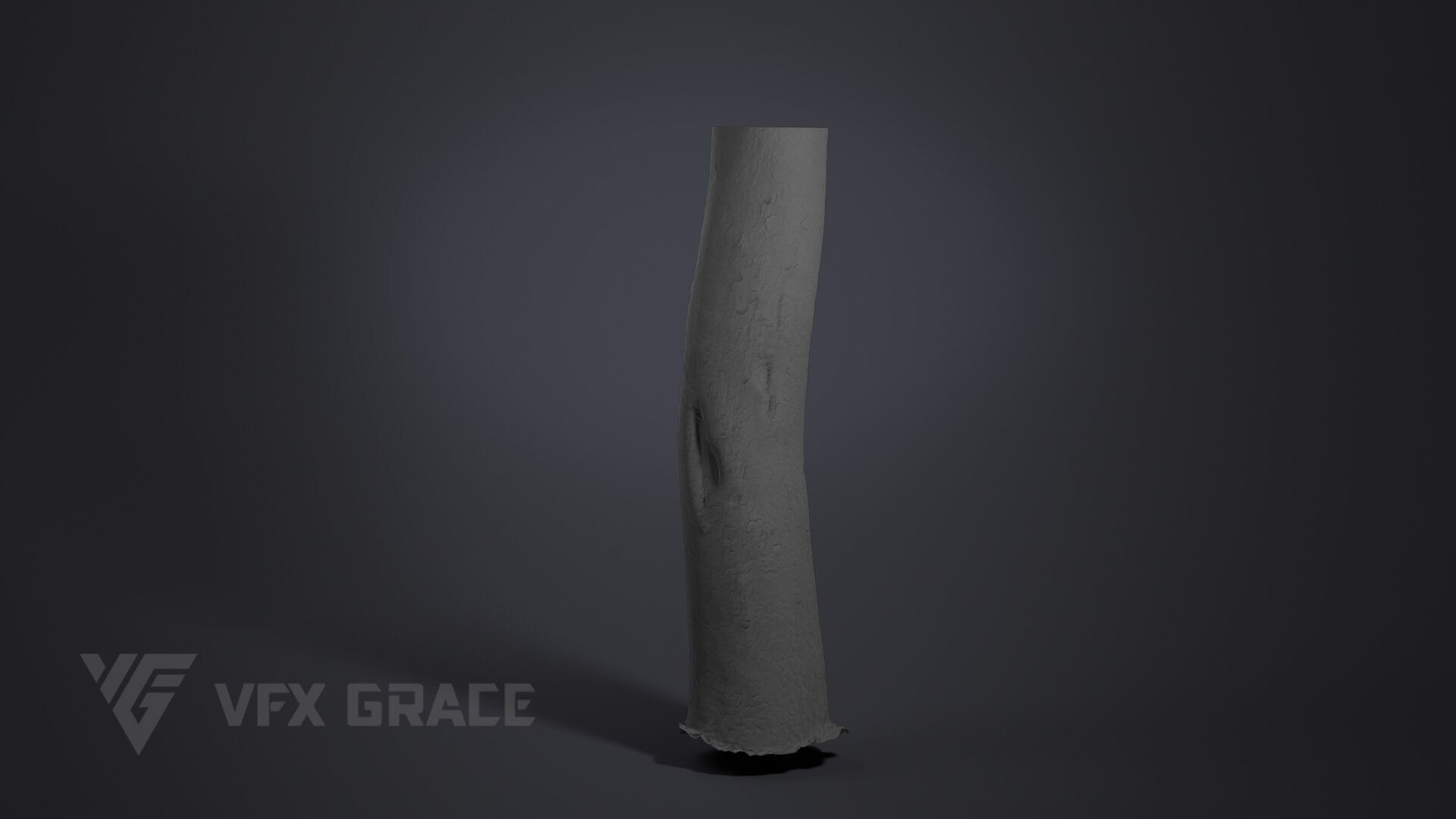 Pinus Bungeana 003 3D model_6