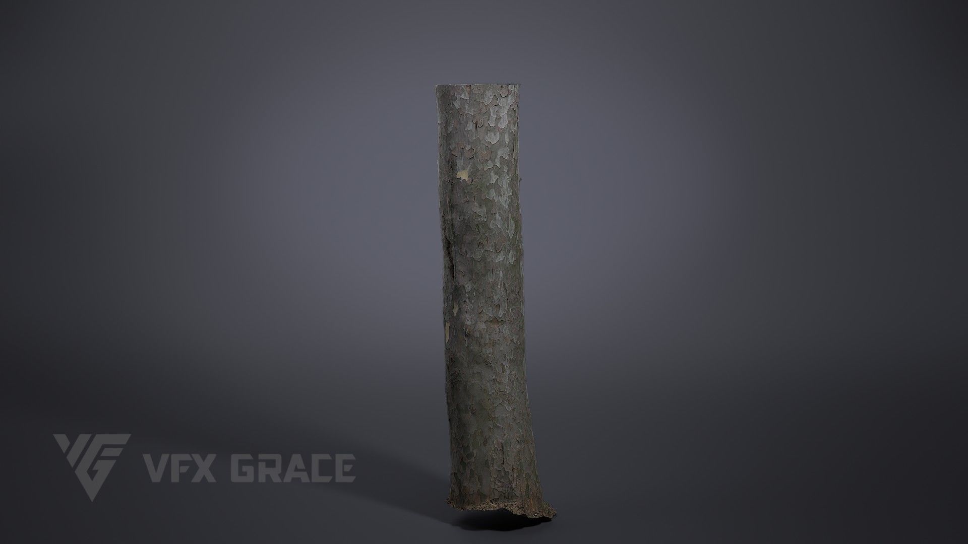 Pinus Bungeana 003 3D model_1