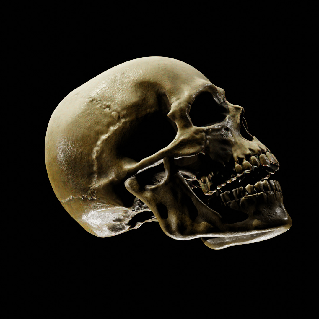 Human Skull Full Printable and Nanite Ready PBR 4K 3D print model_15