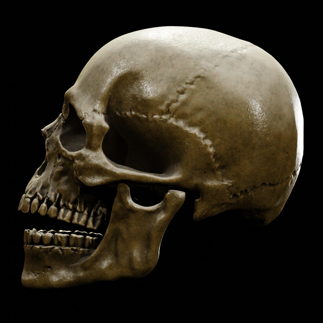 Human Skull Full Printable and Nanite Ready PBR 4K 3D print model_21