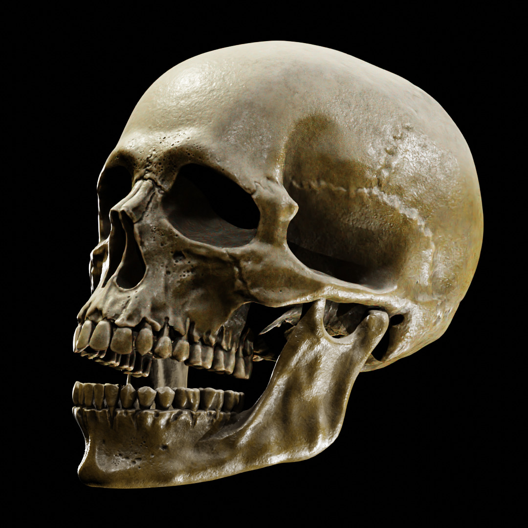 Human Skull Full Printable and Nanite Ready PBR 4K 3D print model_18