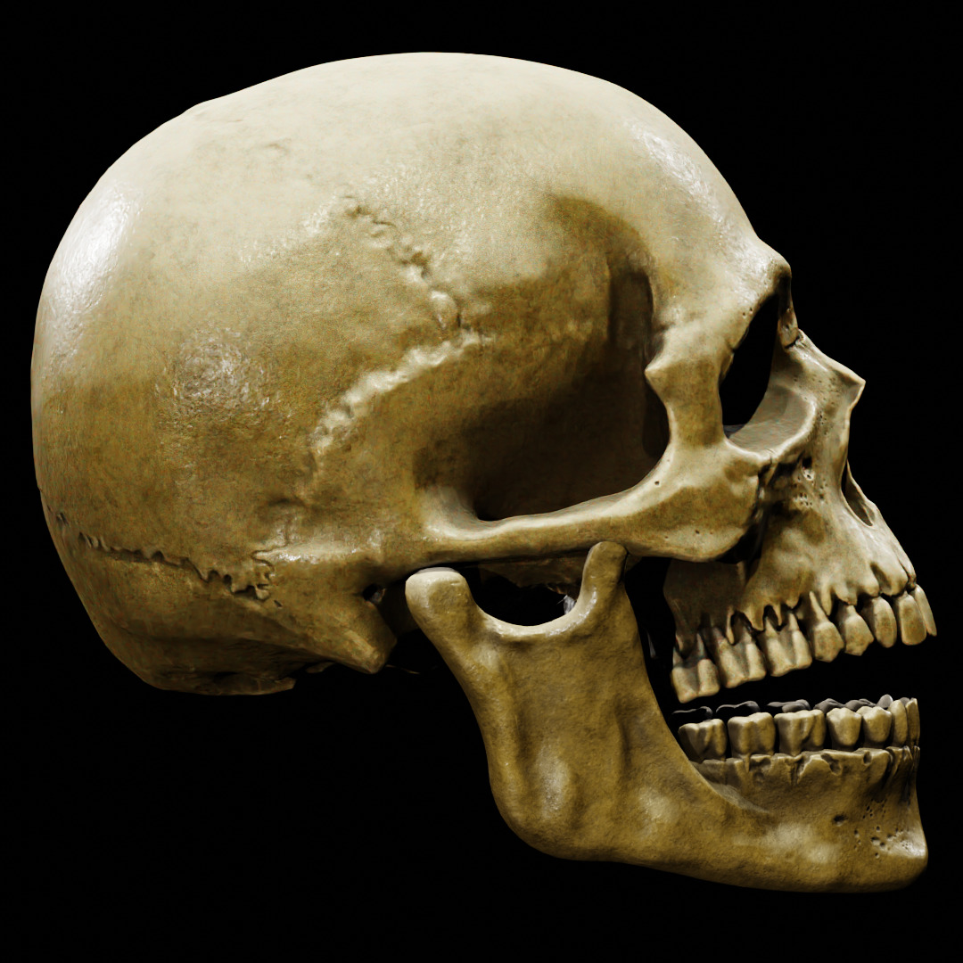 Human Skull Full Printable and Nanite Ready PBR 4K 3D print model_8
