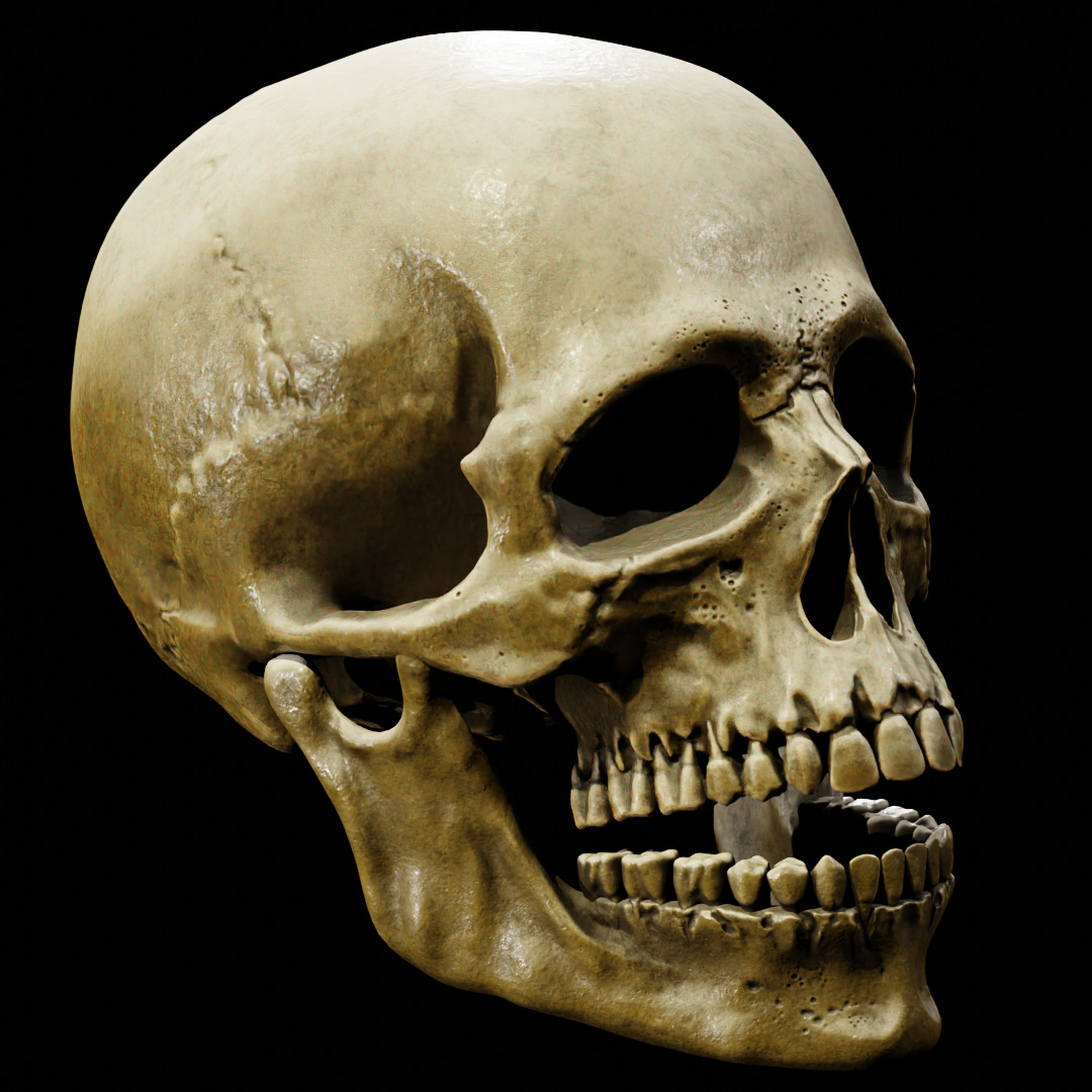 Human Skull Full Printable and Nanite Ready PBR 4K 3D print model_9