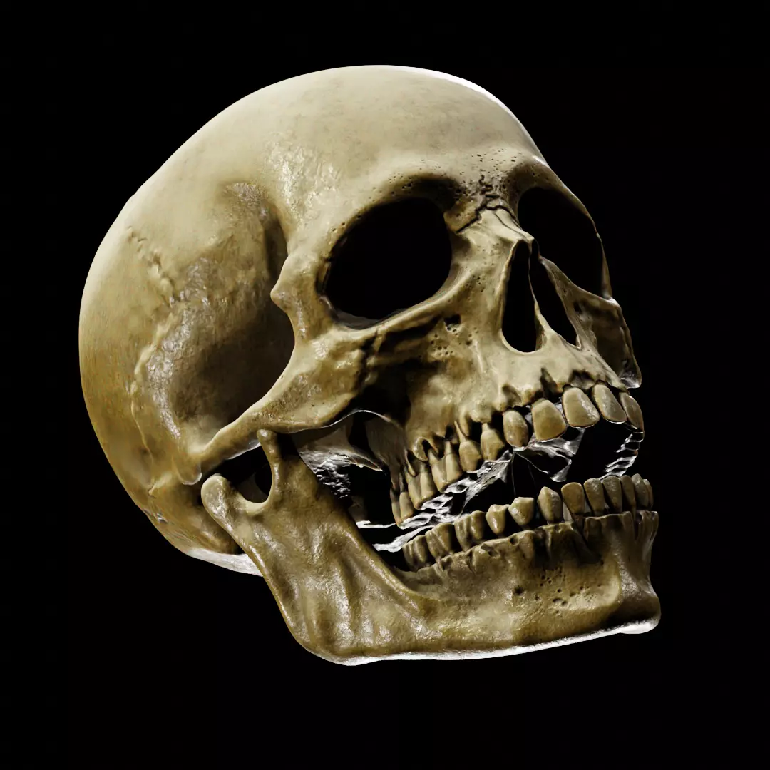 Human Skull Full Printable and Nanite Ready PBR 4K 3D print model_0