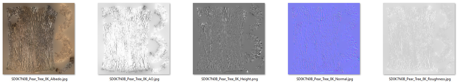 Pear Tree 001 3D model_9