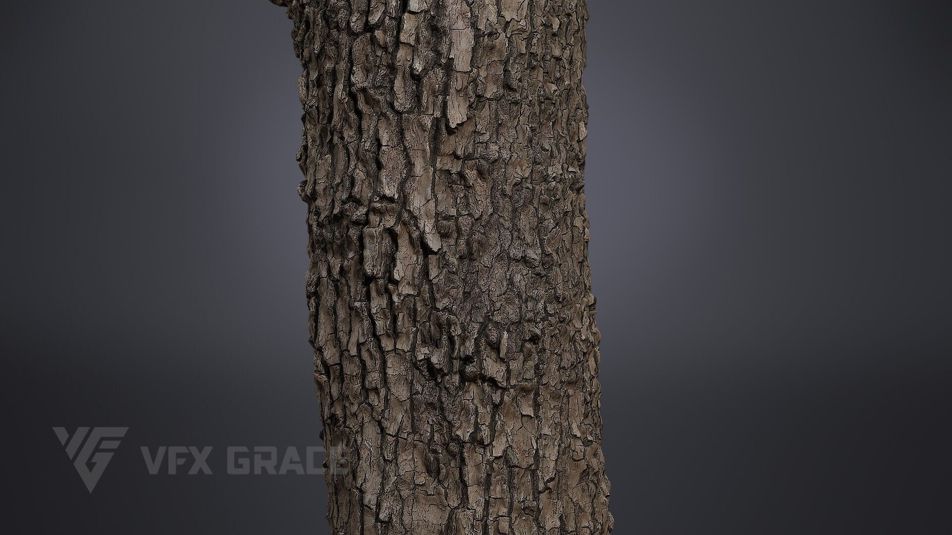 Pear Tree 001 3D model_4
