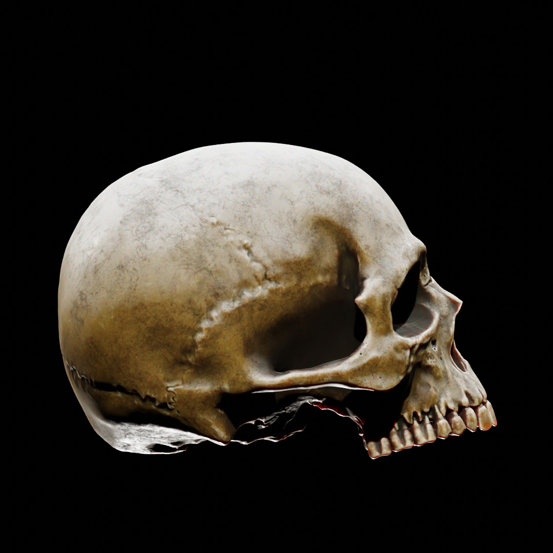 Human Top of Skull Printable and Nanite Ready PBR 4K 3D print model_5