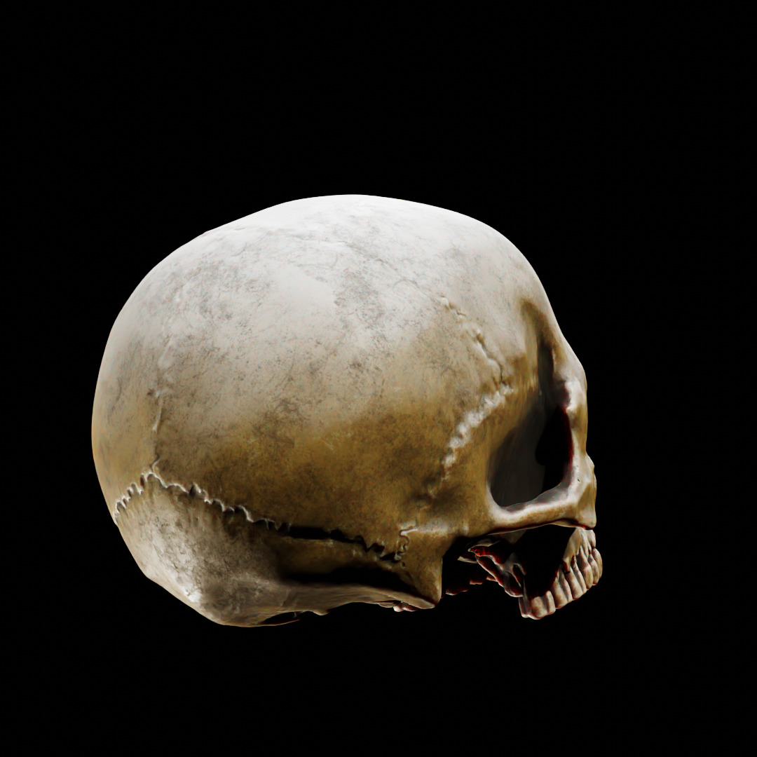 Human Top of Skull Printable and Nanite Ready PBR 4K 3D print model_6