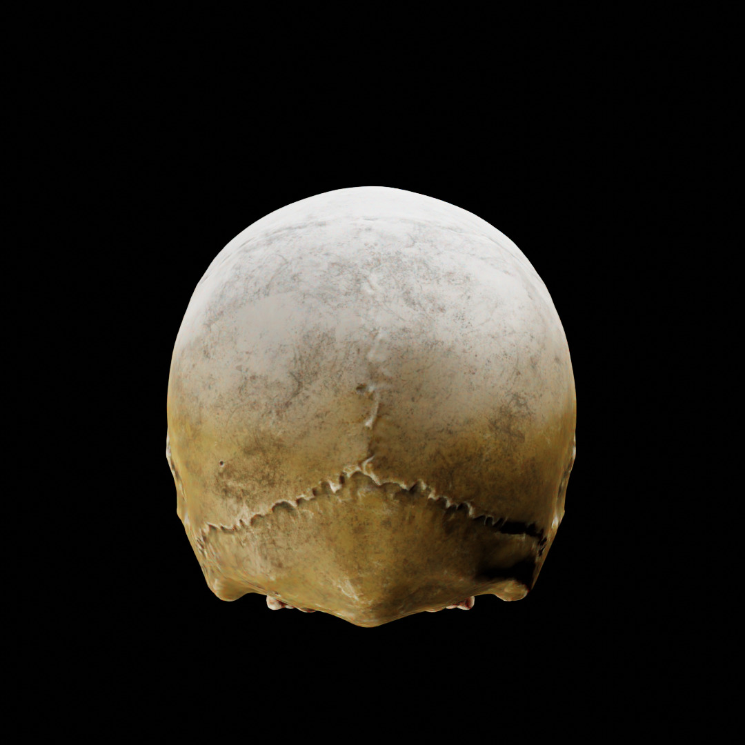 Human Top of Skull Printable and Nanite Ready PBR 4K 3D print model_15