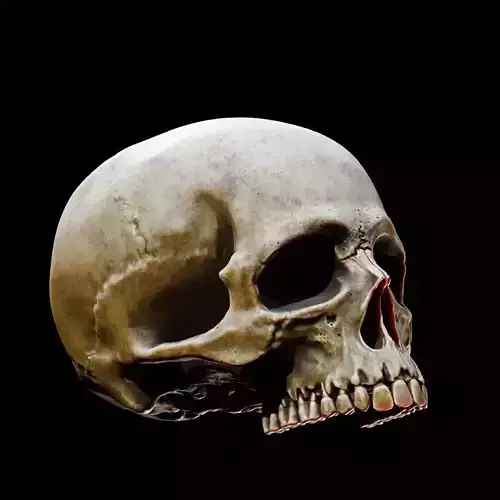 Human Top of Skull Printable and Nanite Ready PBR 4K 3D print model