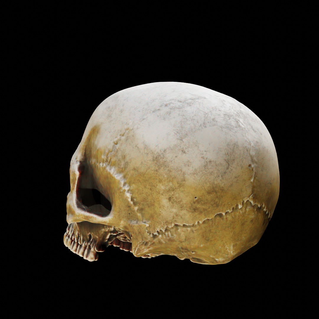 Human Top of Skull Printable and Nanite Ready PBR 4K 3D print model_7