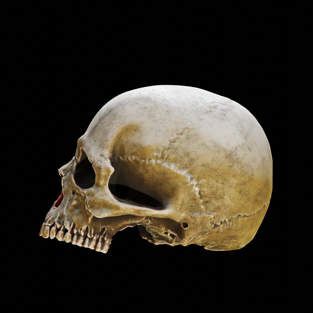 Human Top of Skull Printable and Nanite Ready PBR 4K 3D print model_13