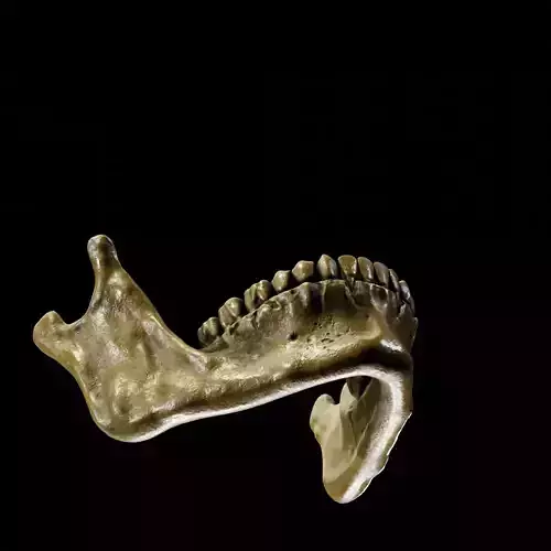 Human Jaw Nanite Ready Printable PBR 4K Low-poly 3D model