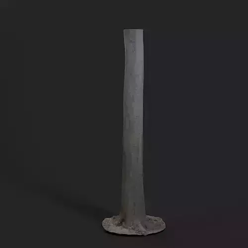 Koelreuteria Paniculata Tree 002