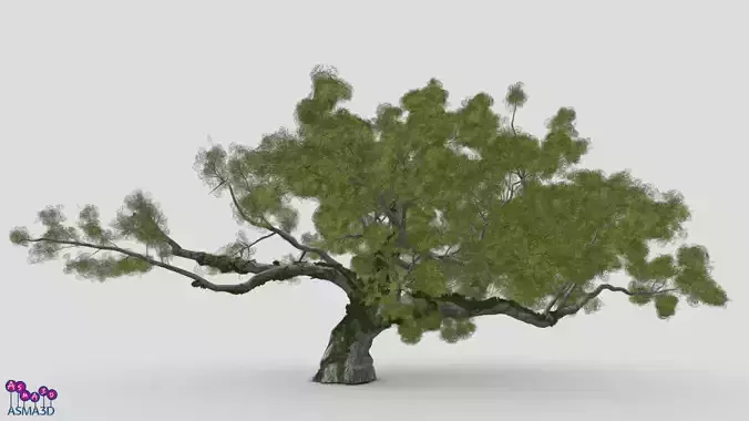 Live Oak by Ivy Low-poly 3D model