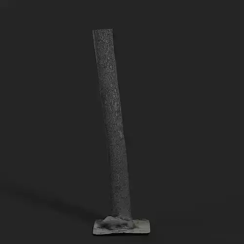 Koelreuteria Paniculata Tree 001