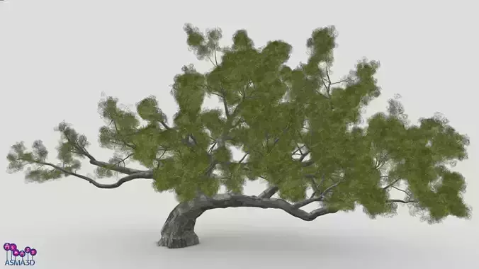 Live Oak Tree- Rev 1