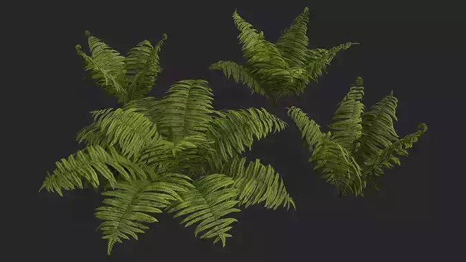 Ostrich Ferns plant Low-poly 3D model