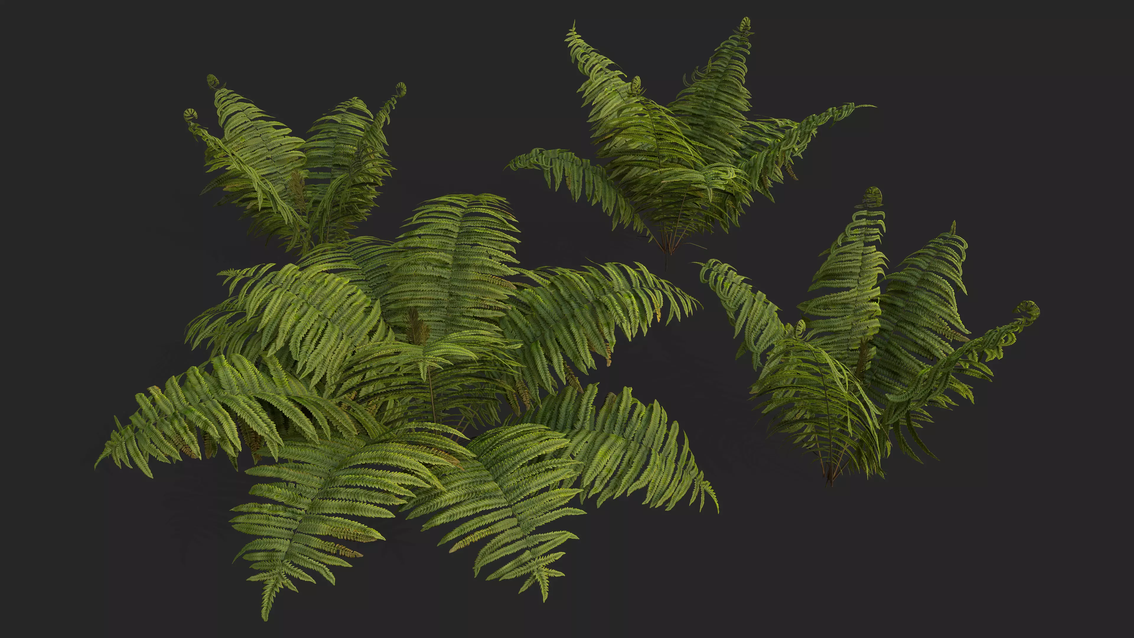 Ostrich Ferns plant Low-poly 3D model_0