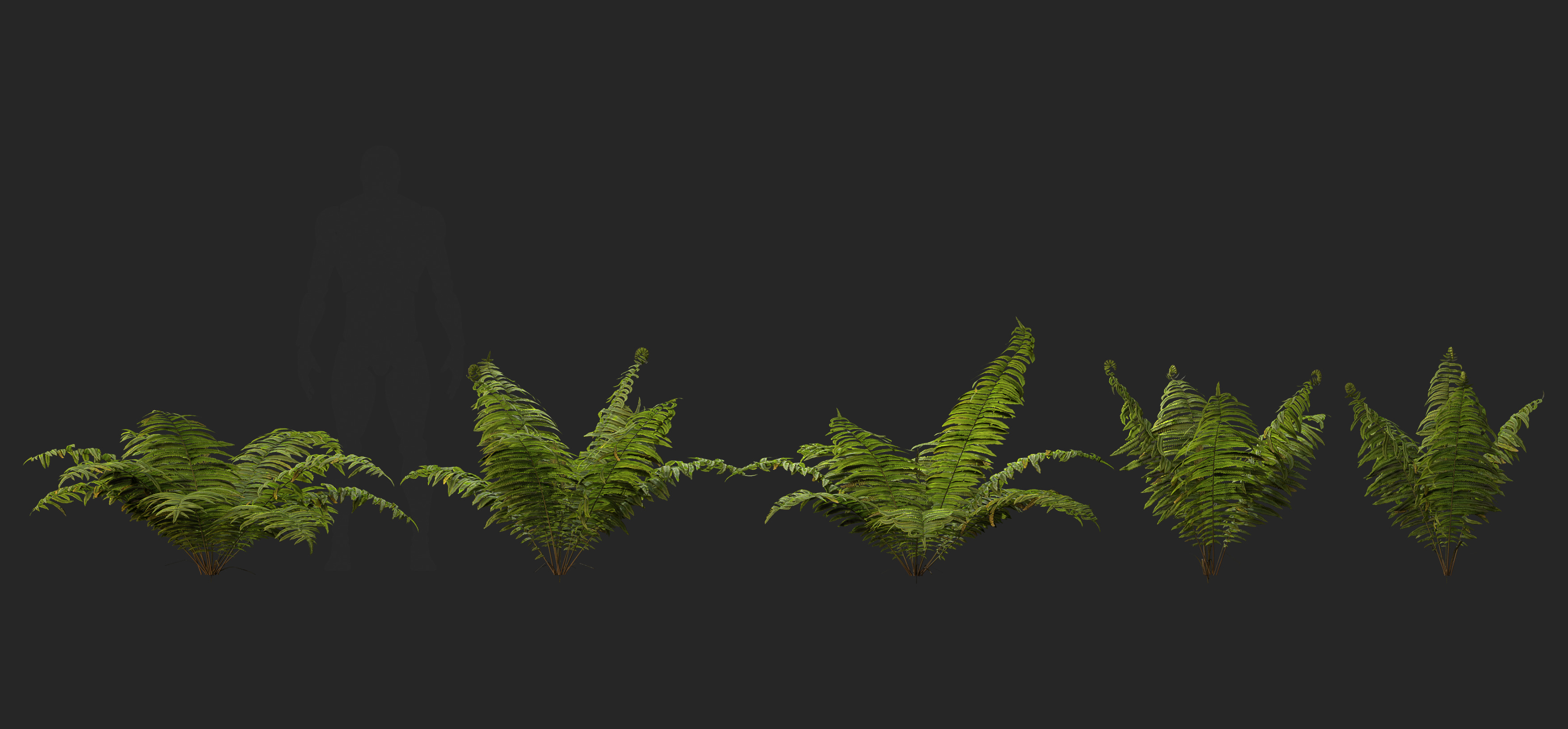Ostrich Ferns plant Low-poly 3D model_2