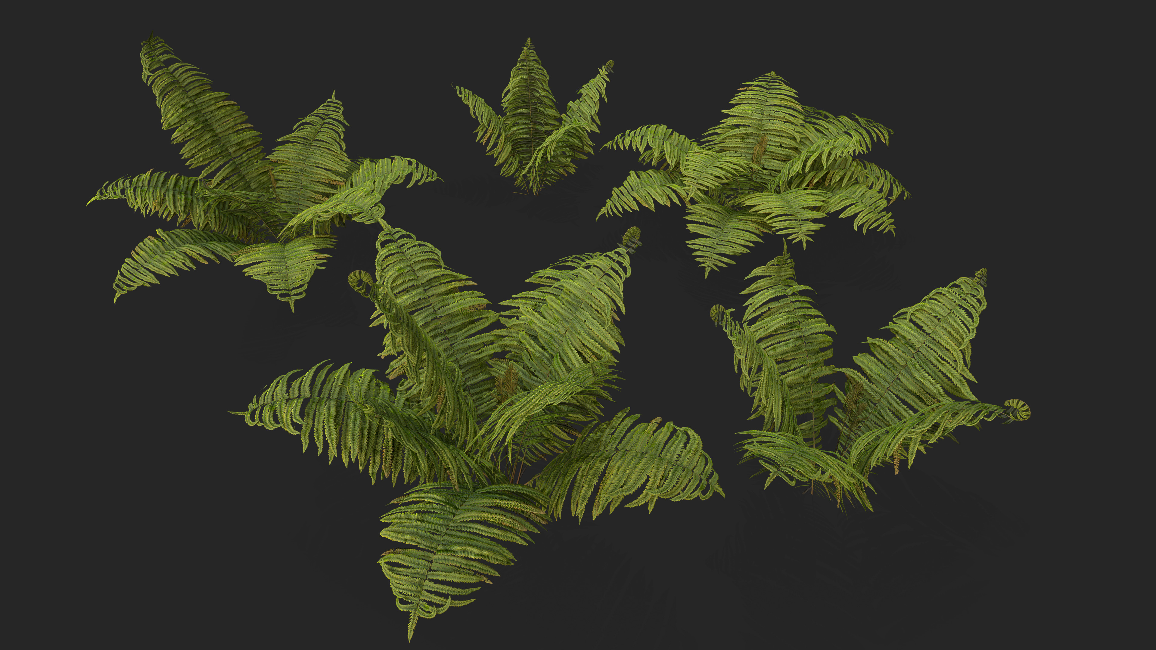 Ostrich Ferns plant Low-poly 3D model_1